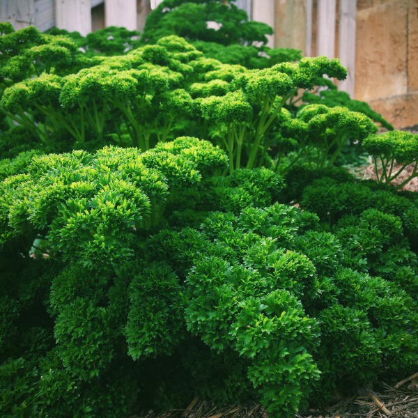 Benih Bibit Biji - Parsley Triple Moss Curled Herb Seeds - IMPORT