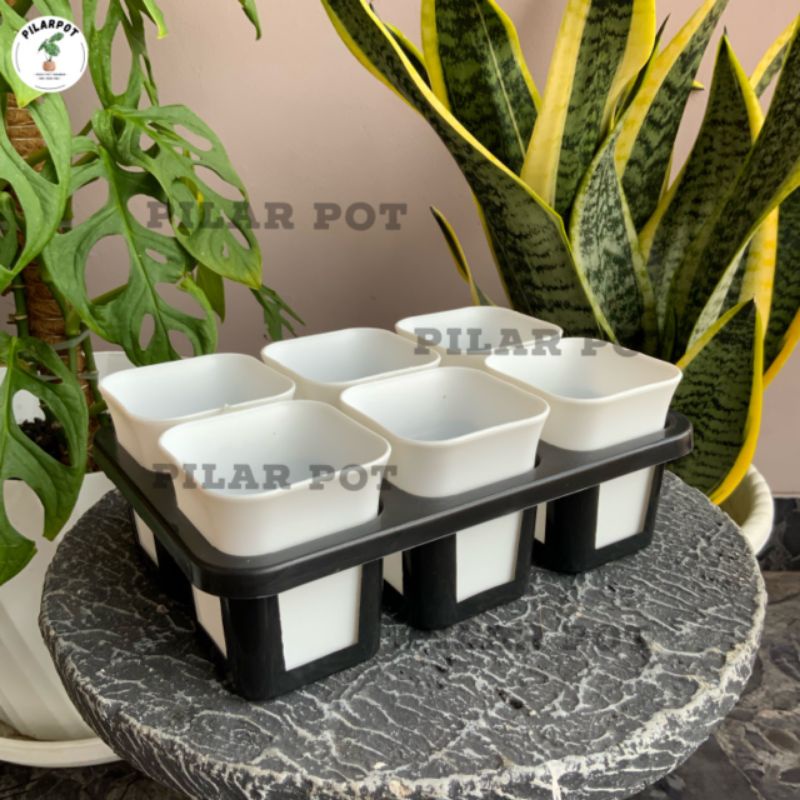 1 set Tray + POT BUNGA NKT KOTAK 7 CM PUTIH | tray semai bibit