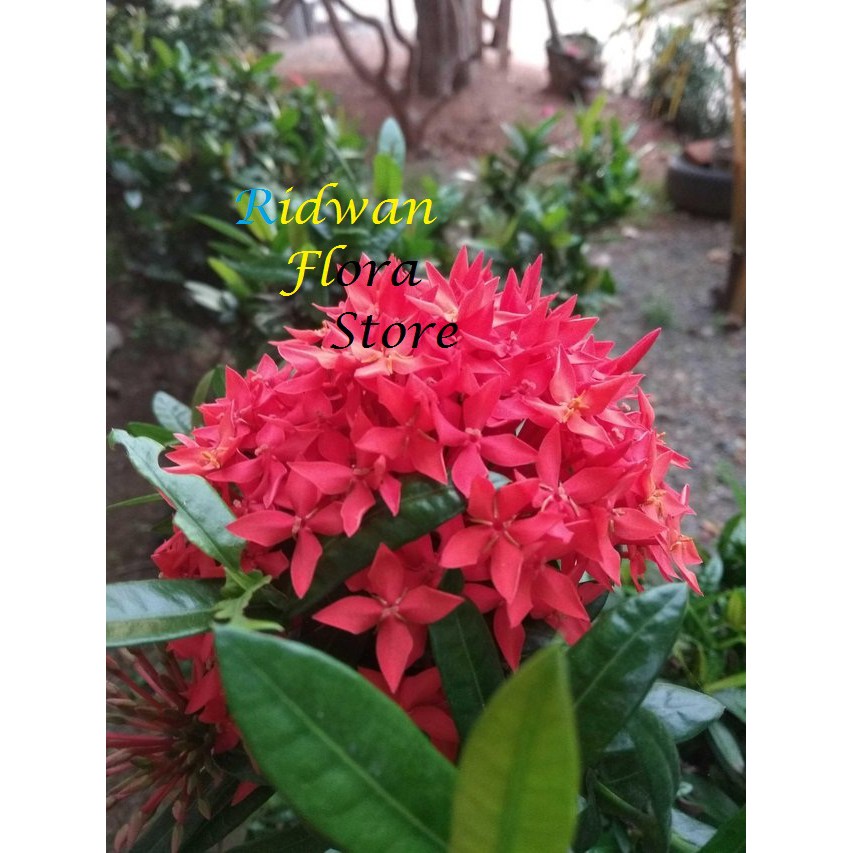 Tanaman Asoka Bunga Merah - Asoka Hindia - Tanaman Hias Asoka Bunga Merah - Pohon Asoka Bunga Merah