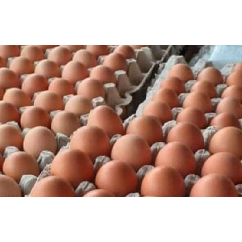 

telor ayam negeri 1kg isi antar 15-17 butir