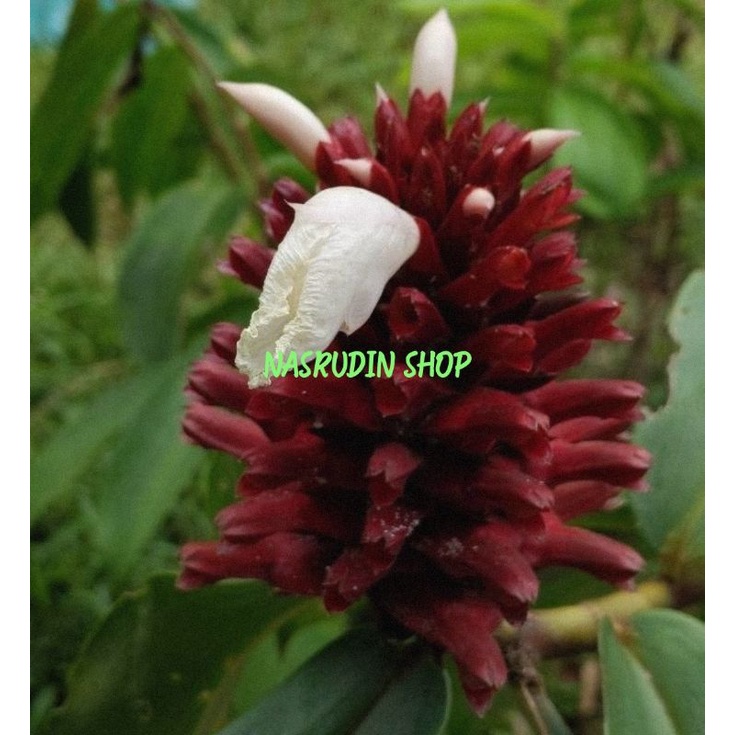 

[Fresh] BIBIT BIJI BUNGA INSULIN PLANT 30 BIJI CHEILOCOSTUS SPECIOSUS PACING BAMBU LILIT