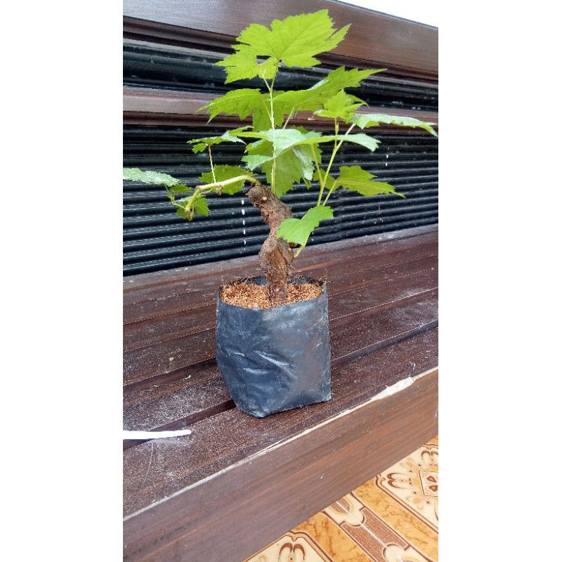 bibit anggur jenis Alfonso