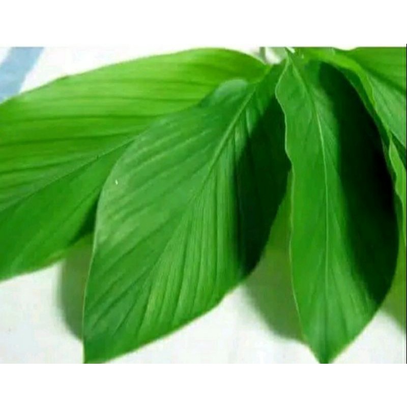 

DAUN KUNYIT SEGAR 200 gram langsung petik Fress