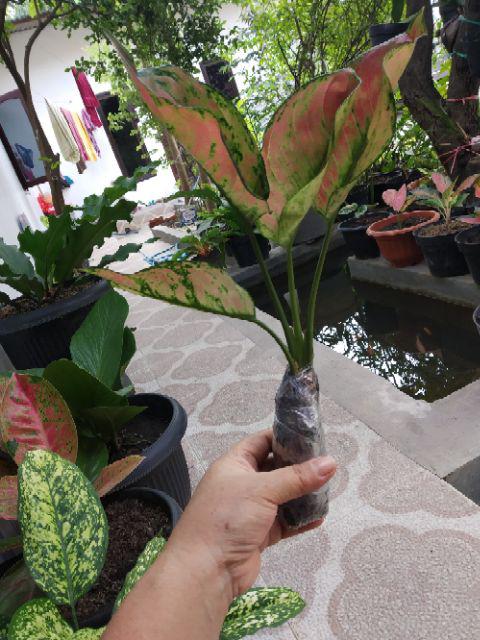 Tanaman Hias Agloenema Heng Heng