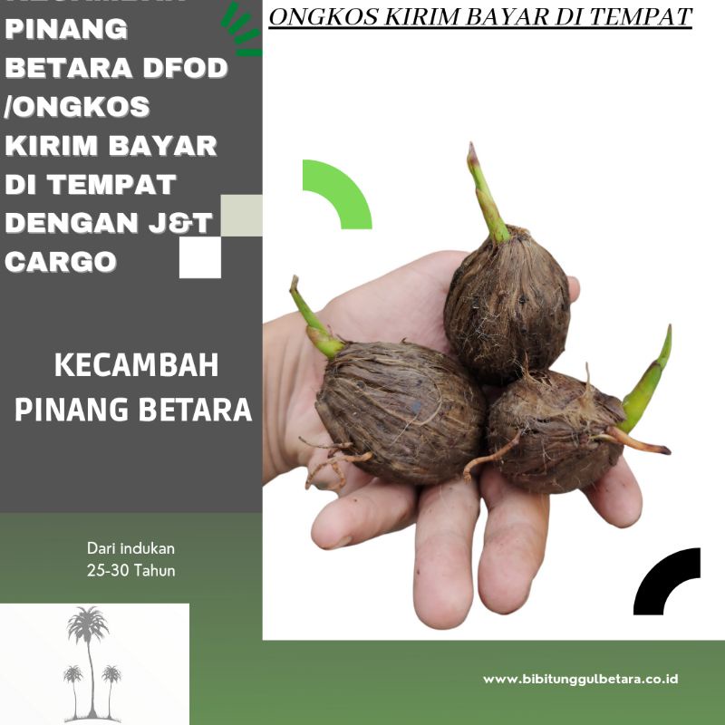 Kecambah Pinang Betara jambi Promo Ongkir Bayar Di Tempat