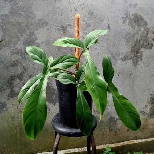 TANAMAN HIAS PHILODENDRON KODE TANAMAN BUNGA PHILO KODE TANAMAN BERKUALITAS TERAWAT