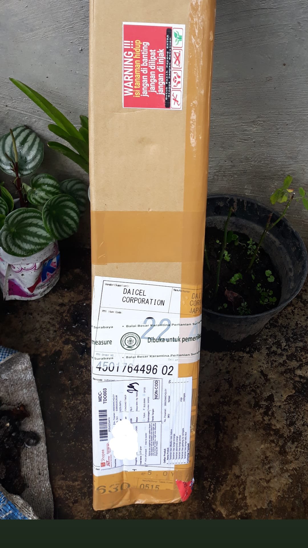 Tanaman Hias Gantung Ivy Variegata