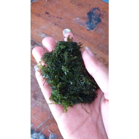 ricardia /java/weeping lokal moss/lumut aquascape
