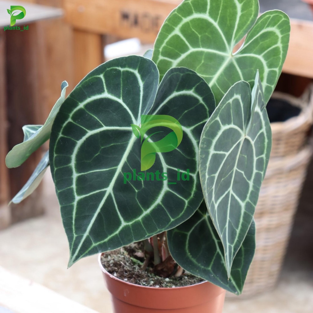 Anthurium Clarinervium Czarnolistne / Kuping gajah tarantula pagoda anthurium clarinervium Tarantula