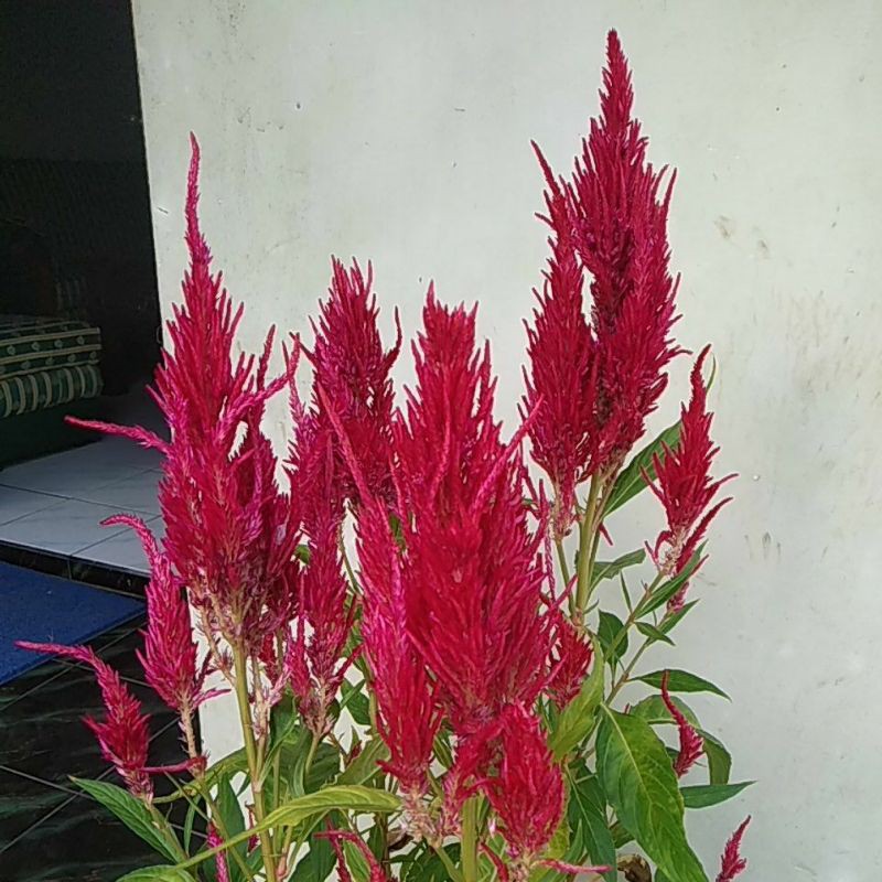 Benih Atau Biji Bunga Celosia Magenta 100 Biji Bunga Jembel Shopee Indonesia