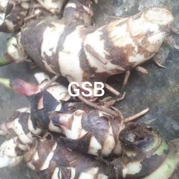 

Umbi ganyong putih segar 500 gram