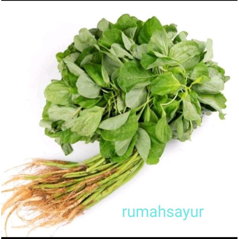 

Sayur Bayam Perikat Kecil