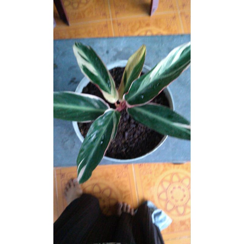 CALATEA MULTICOLOR - CALATEA CANTIK