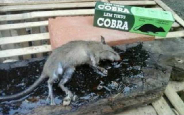 Lem Tikus Cair Cap Cobra (isi 12pcs)