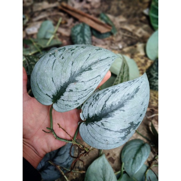 scindapsus silver hero