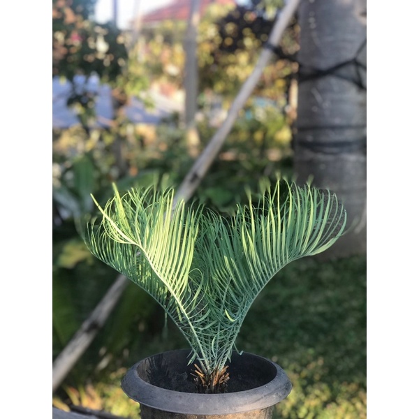 Sikas biru - Glen idle blue - Cycas Cairnsiana