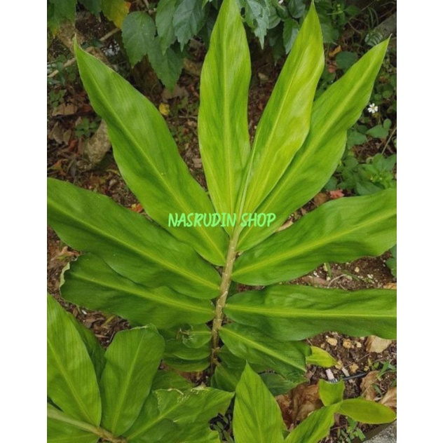

[Fresh] DAUN LEMPUYANG SEGAR / DAUN LAMPUYANG LANGSUNG PETIK / PUYANG / ZINGIBER ZERUMBET / OBAT