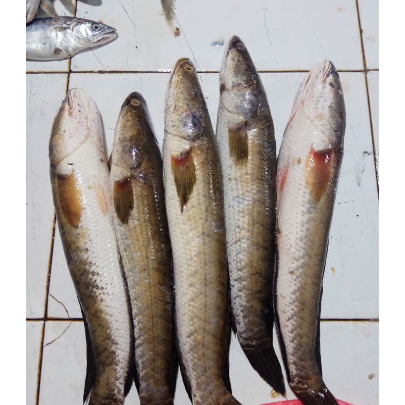 

Ikan Gabus Segar