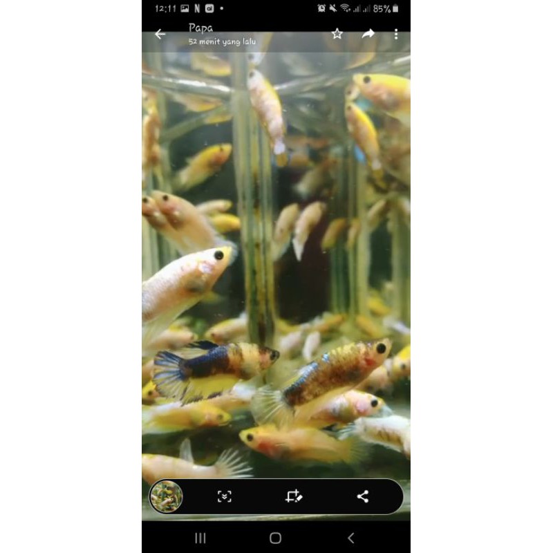 ikan cupang yellow fancy ( 10 pcs )