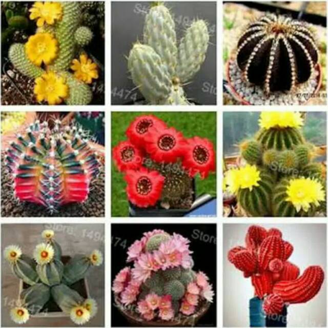 10 Biji Benih Tanaman Kaktus Hias Import dan Lokal