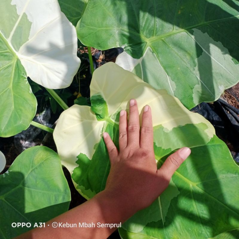 colocasia gigantea Thailand Giant variegata