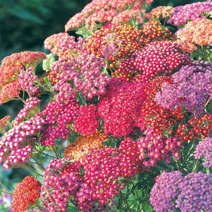 Benih Bibit Biji - Bunga Achillea Summer Berries Improved / Rainbow Yarrow Flower Seeds - IMPORT