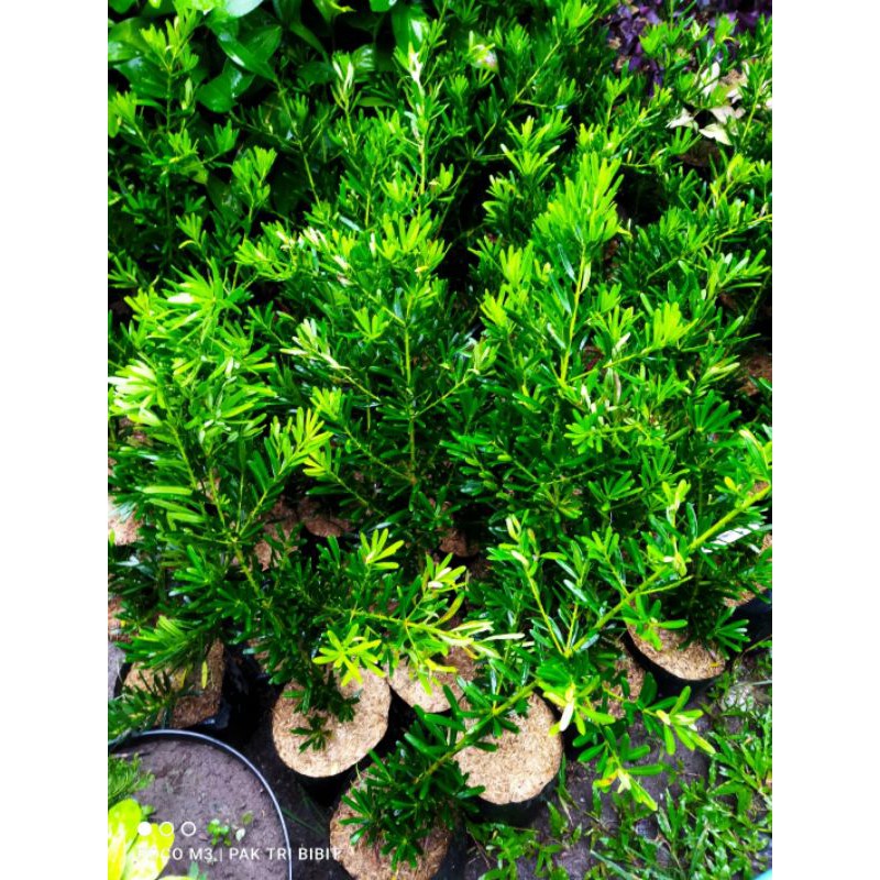 bonsai lohansung mawar