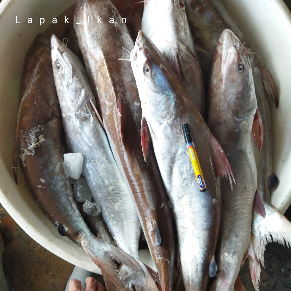 

Ikan Jambal Manyung Ekoran Ikan Segar Harian BERGARANSI