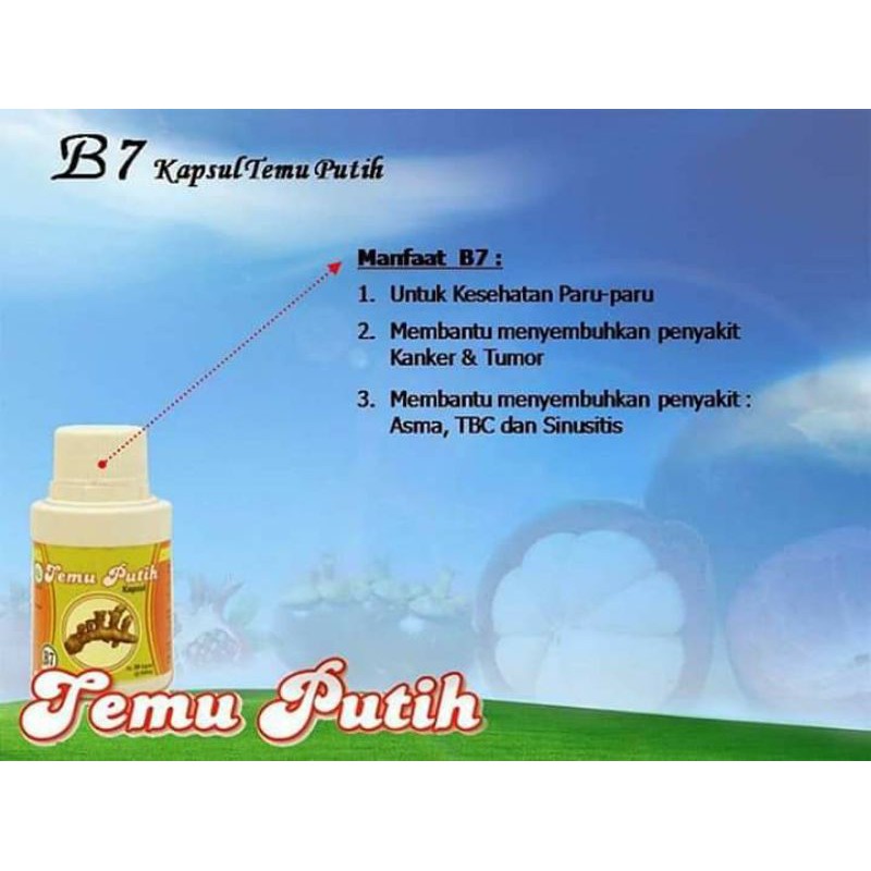 

temu putih