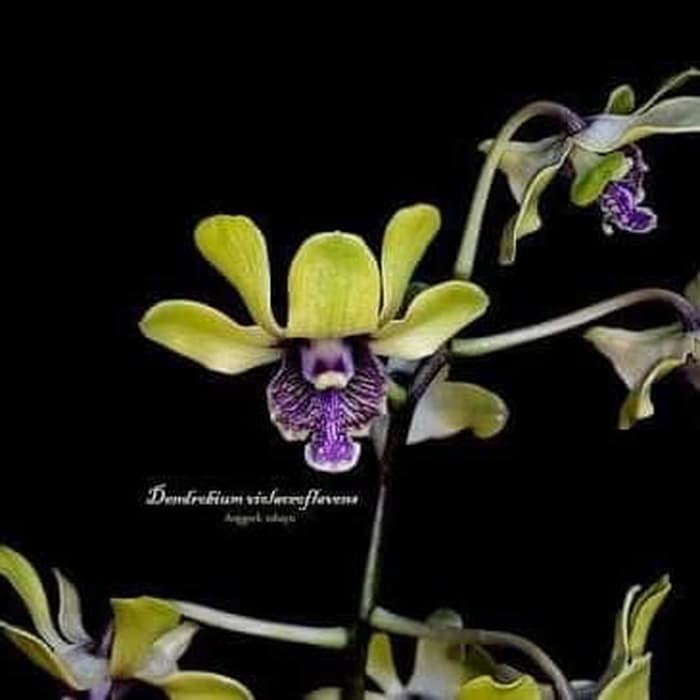 seedling anggrek dendrobium violaceoflavens besi