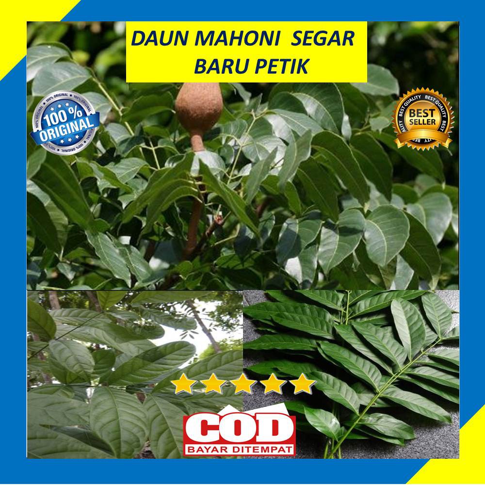 

Daun Mahoni Segar Fresh Organik Obat Herbal 250 Gram