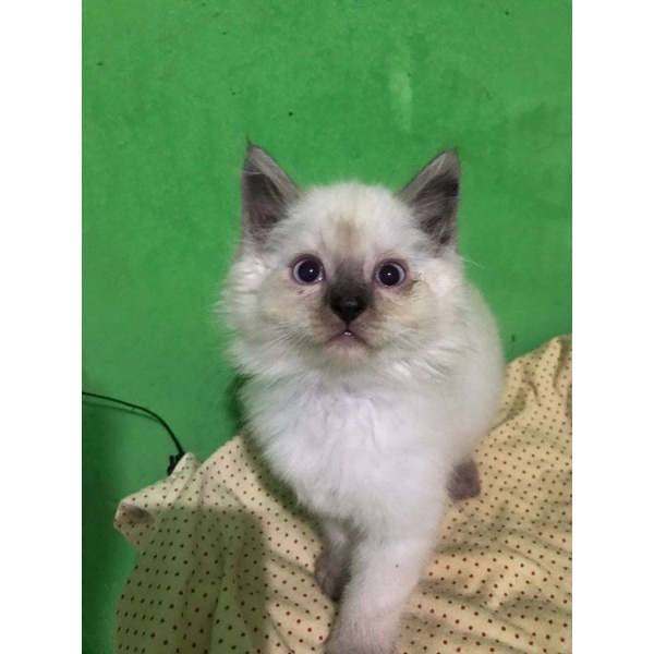 kucing ragdoll himalaya