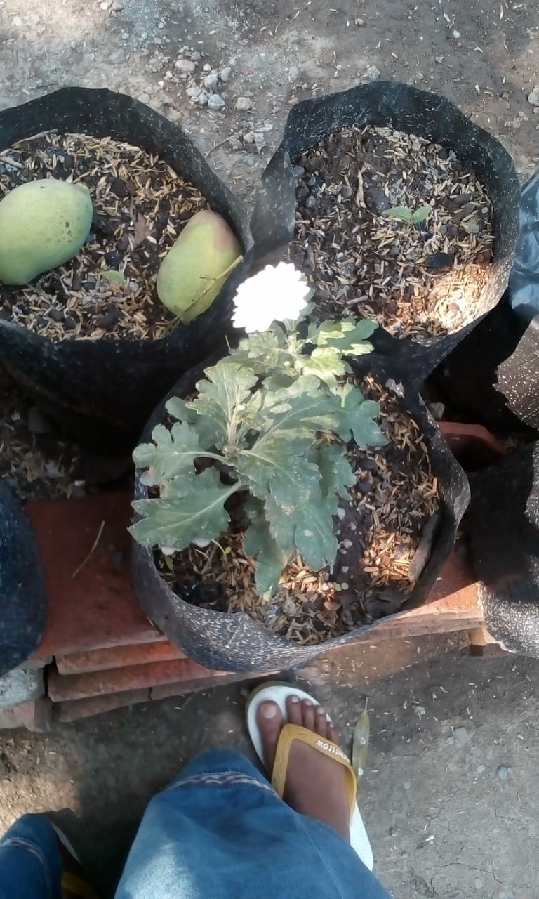 Polibag Polybag Tanaman Peralatan Berkebun Ukuran 30 X 30 Cm