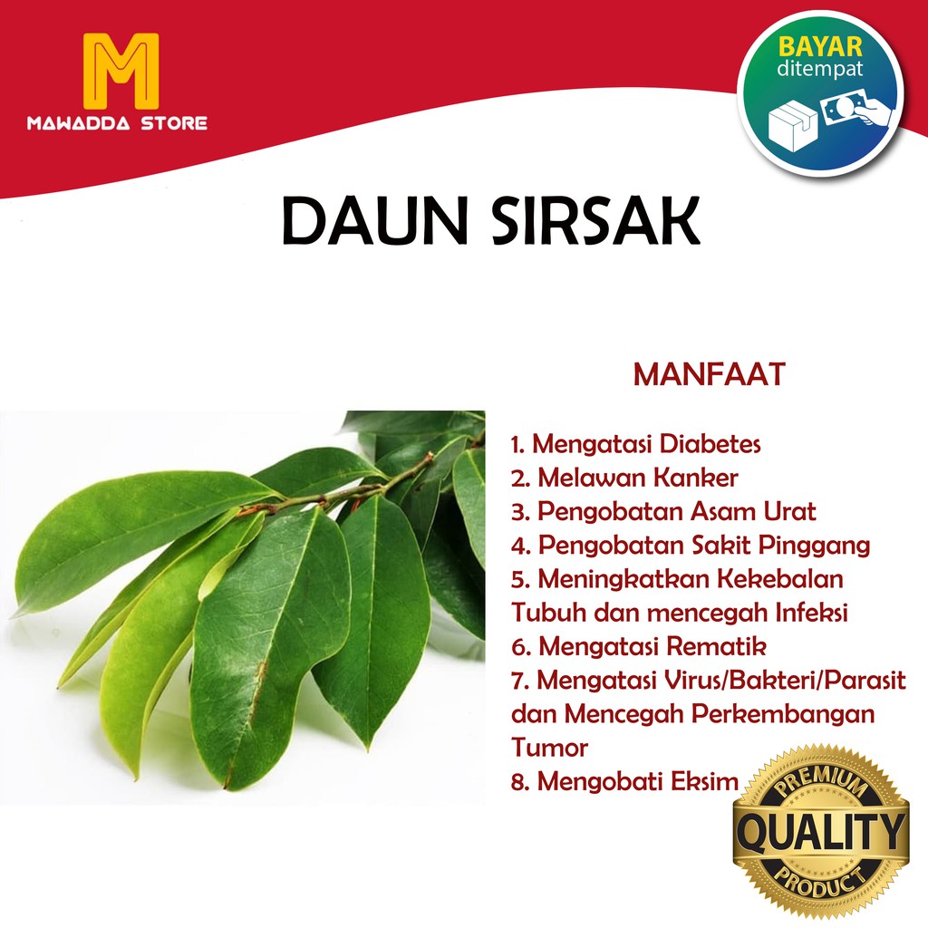 

Daun Sirsak Obat Herbal Alami