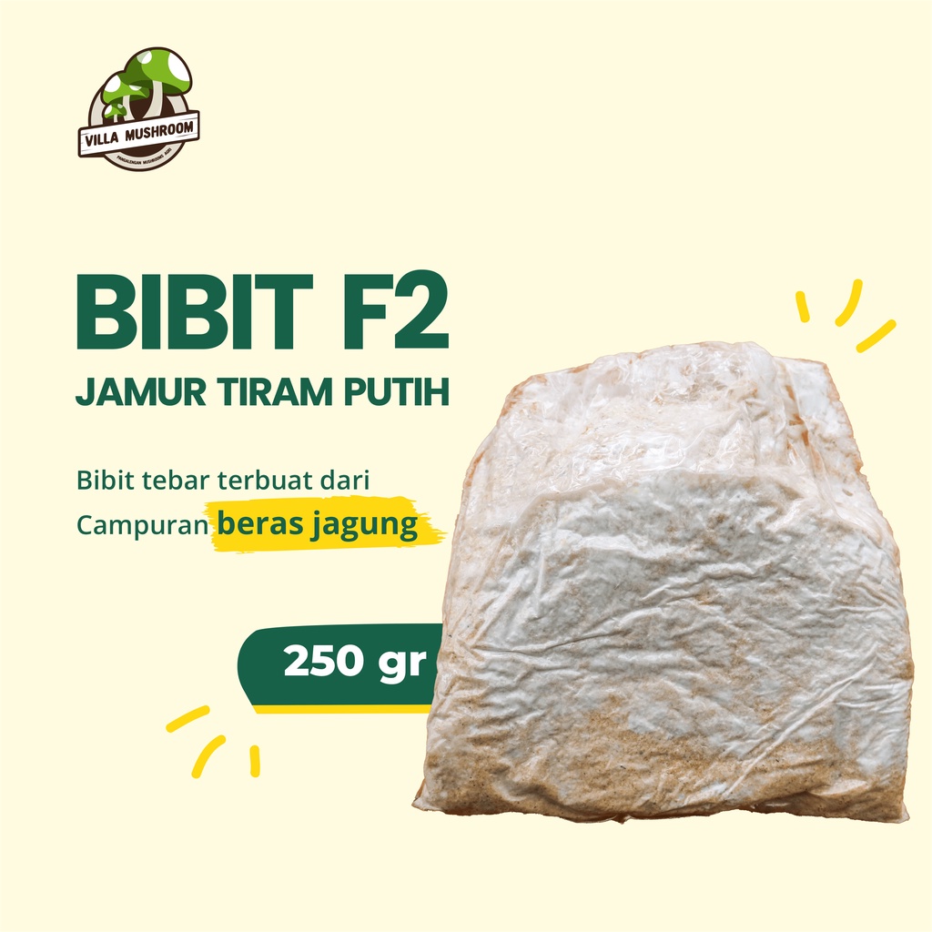 Jual Bibit F2 Jamur Tiram Putih Kemasan Plastik 250 gr Shopee Indonesia