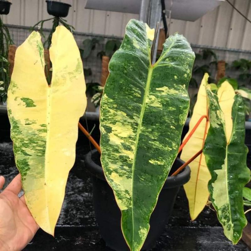 1 pcs philodendronn bilitae original + bonus bos