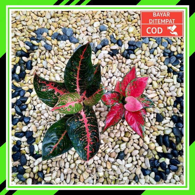 [✅COD] PAKET 2 POHON - (AGLONEMA PAKET) / AGLONEMA PAKETAN MURAH / AGLONEMA PAKET MURAH HEMAT