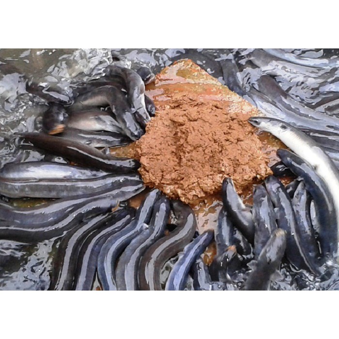 

Sidat Sehat Available Eel 1Kg - Anguilla Bicolor Terlaris