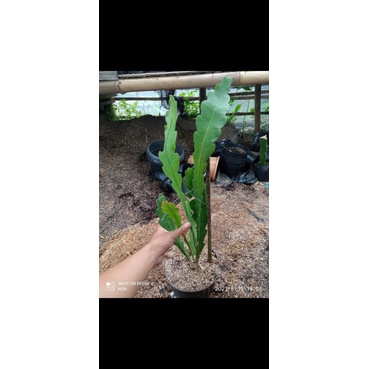 wijaya kusuma california dream