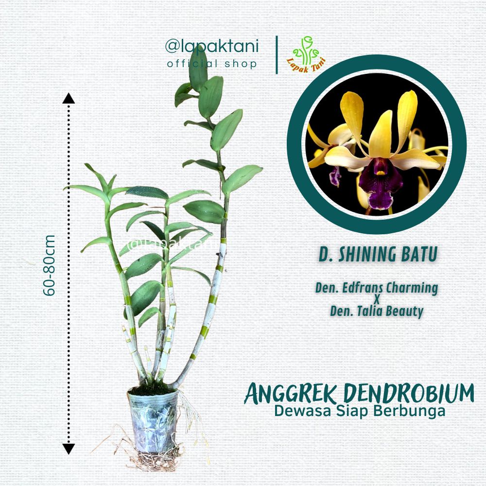Anggrek Dendrobium Shining Batu - silangan Dendrobium Edfrans Charming × Dendrobium Talia Beauty
