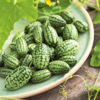 Benih Bibit Biji - Buah Cucamelon (Semangka Anggur) Melothria scabra Seeds - IMPORT