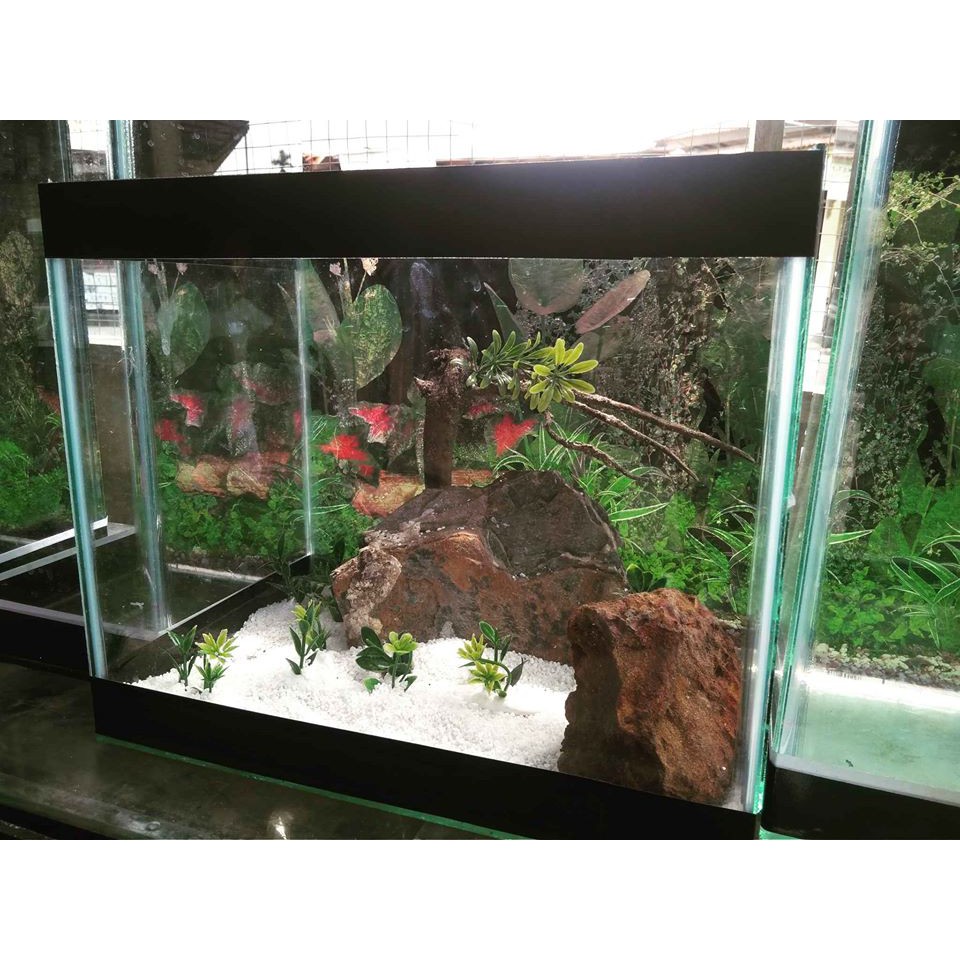 9800 Contoh Gambar Aquarium Aquascape Terbaik