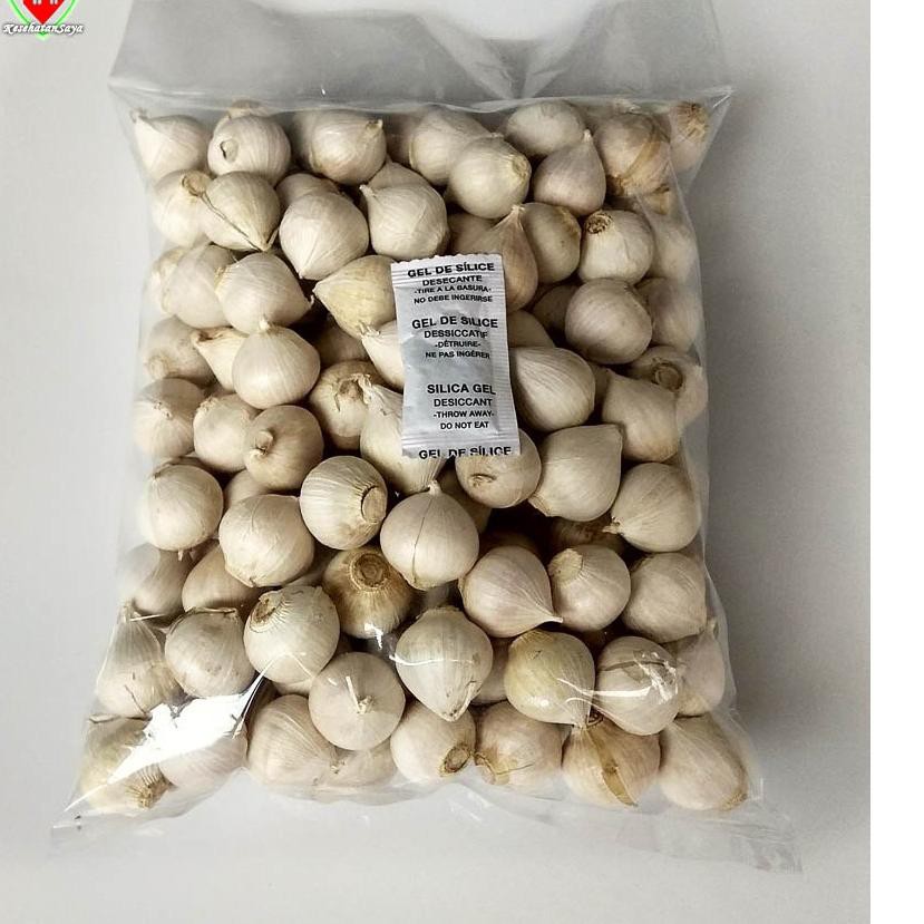 

Terlaris Bawang Putih Tunggal Super / Lanang 1 Kg Super Import WCR