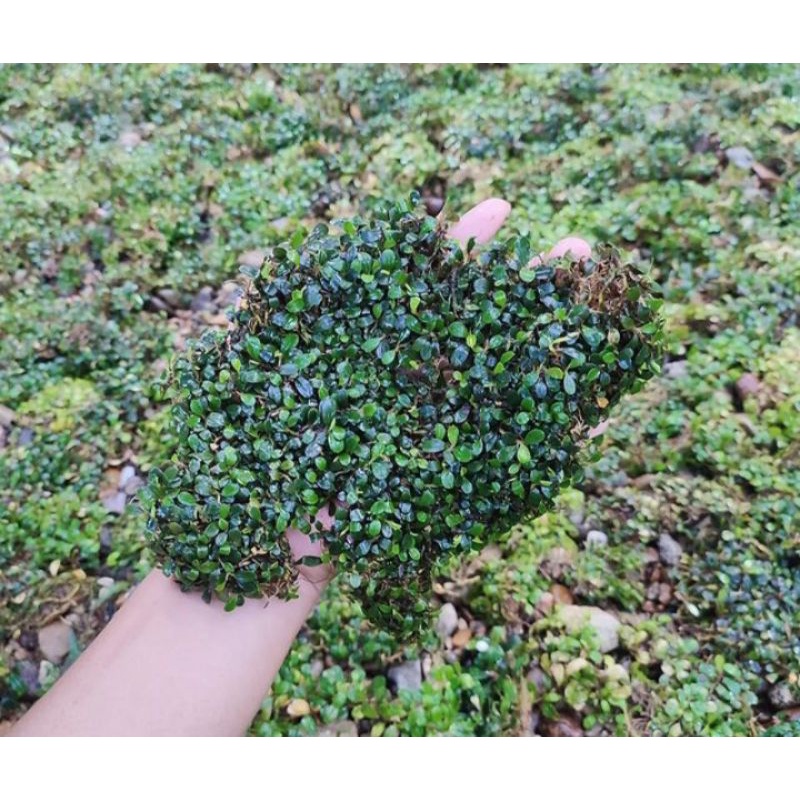 bucephalandra super mini 1000 gram