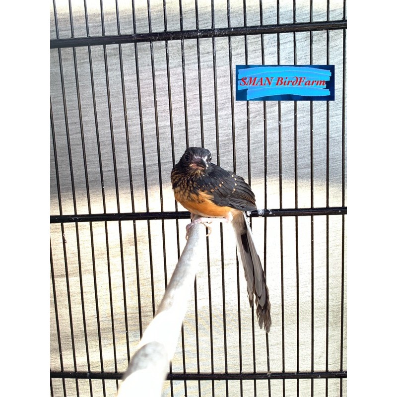 TROTOLAN MURAI BATU MEDAN JANTAN TRAH BAHOROK USIA 2-3 BULAN