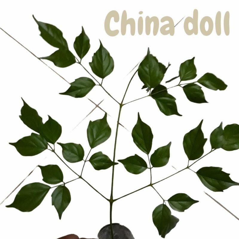 Bibit Pohon China Doll || Bibit Pohon Ecoprint