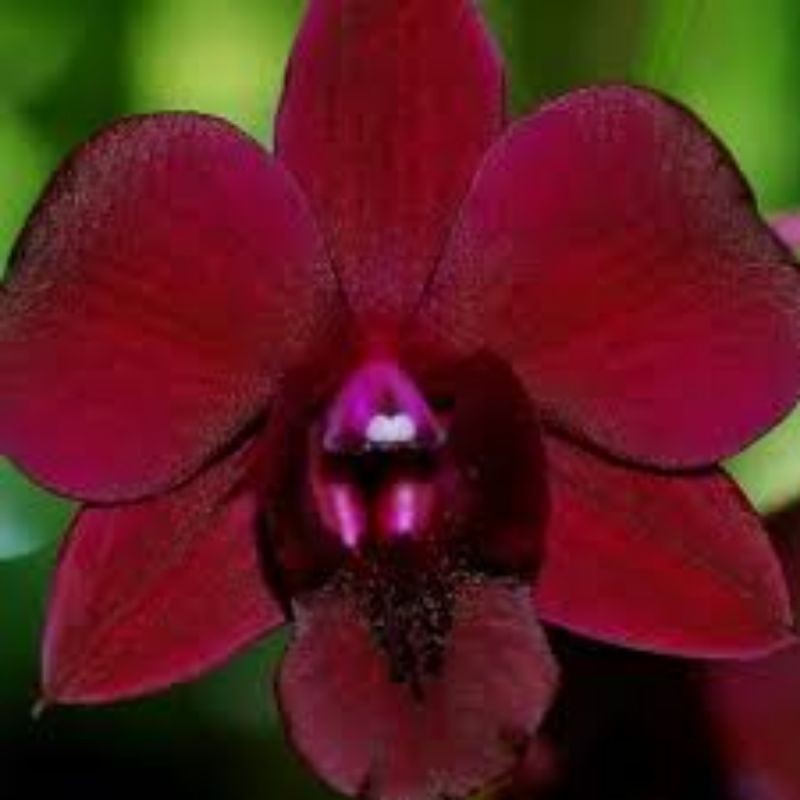 Anggrek Dendrobium Black Cat
