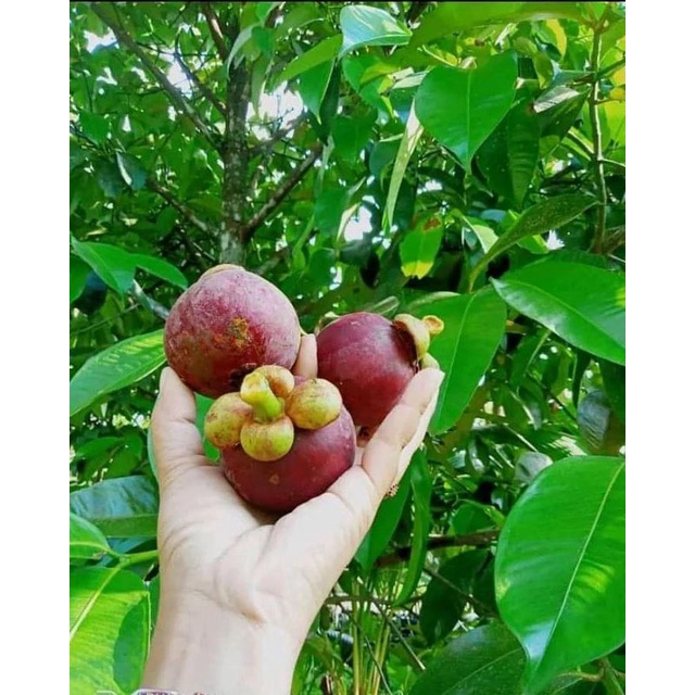 Bibit Manggis Biji Kecil Terlaris