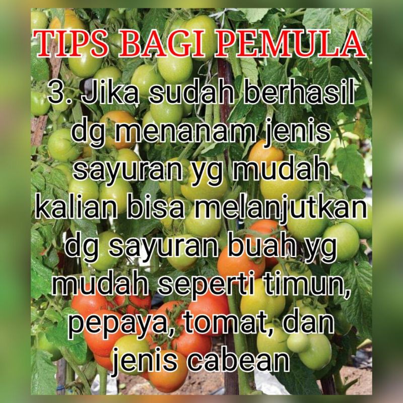 Benih Bibit Sayuran Daun Rumahan Termurah Benih Bibit Bayam Benih Sawi Paket Benih Hidroponik Murah