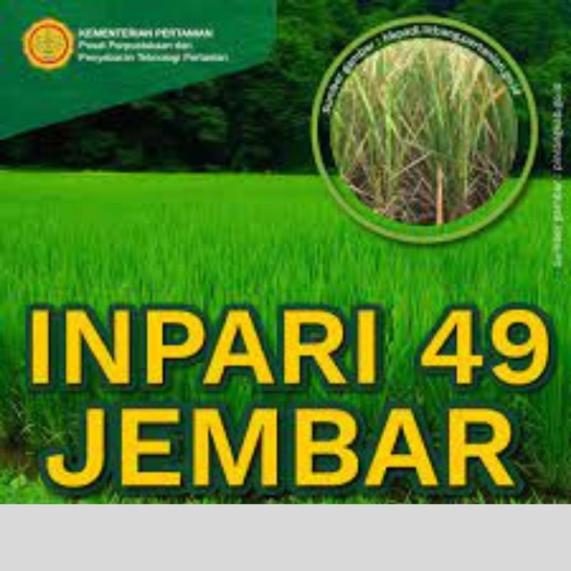 BENIH PADI INPARI 49 JEMBAR